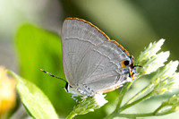 Rapala iarbus-0134- Khao Phanom Bencha National Park - 18/01/26