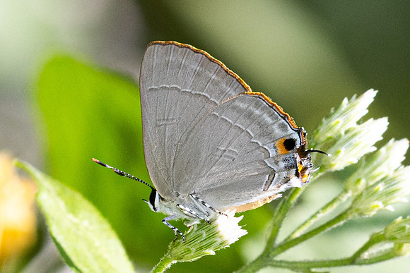 Rapala iarbus-0134- Khao Phanom Bencha National Park - 18/01/26