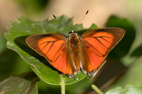 Rapala iarbus--86 - Khao Phanom Bencha National Park - 18/01/26