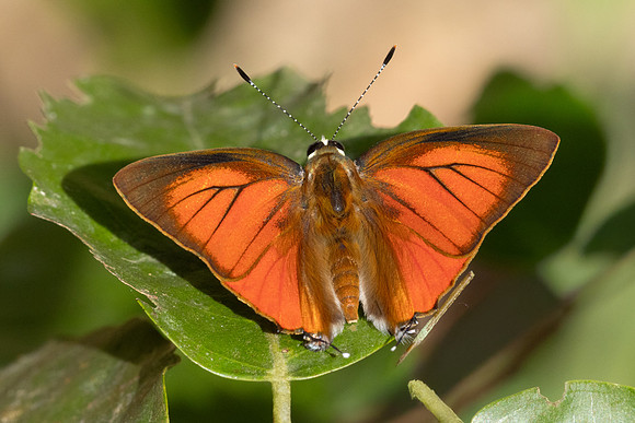 Rapala iarbus--86 - Khao Phanom Bencha National Park - 18/01/26