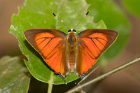 Rapala iarbus--77 - Khao Phanom Bencha National Park - 18/01/26