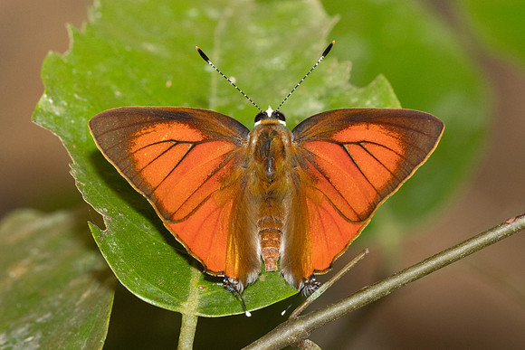 Rapala iarbus--77 - Khao Phanom Bencha National Park - 18/01/26
