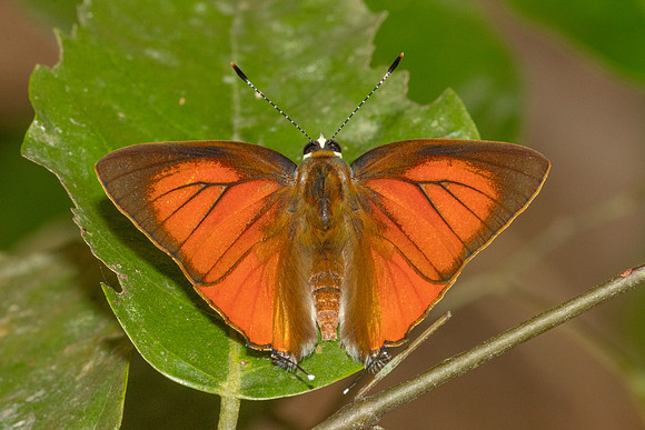 Rapala iarbus--80 - Khao Phanom Bencha National Park - 18/01/26