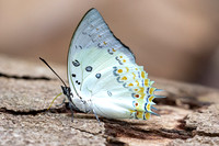 Polyura delphis
