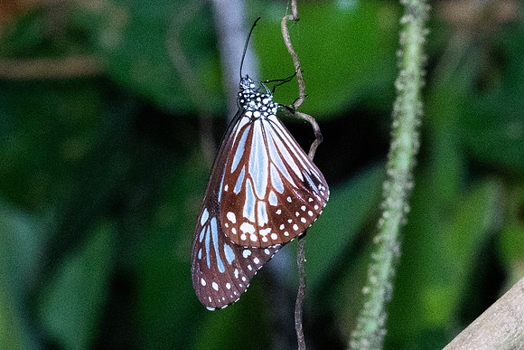 Parantica aglea-0006- Khao Phanom Bencha National Park - 17/01/26