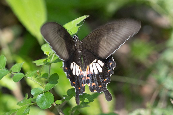 Papilio polytes-0161 - Khao Phanom Bencha National Park - 18/01/26