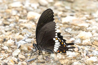 Papilio polytes--11 - Khao Phanom Bencha National Park - 18/01/26
