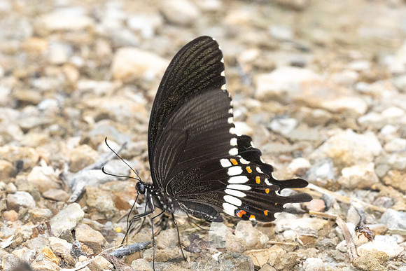 Papilio polytes--11 - Khao Phanom Bencha National Park - 18/01/26