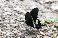 Papilio polytes--9- Khao Phanom Bencha National Park - 18/01/26