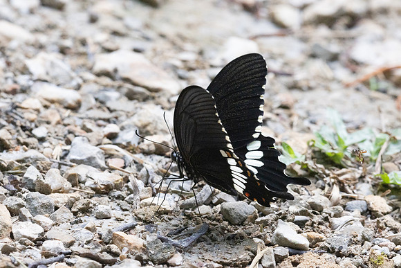 Papilio polytes--9- Khao Phanom Bencha National Park - 18/01/26