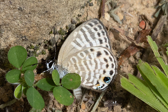 Nacaduba angusta-9905- Khao Phanom Bencha National Park - 18/01/26