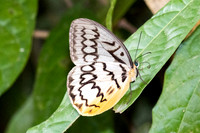 Melanocyma faunula