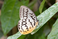 Melanocyma faunula-0261- Khao Phanom Bencha National Park - 18/01/26
