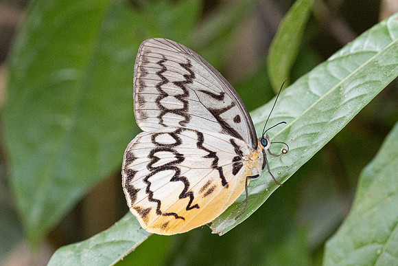 Melanocyma faunula-0261- Khao Phanom Bencha National Park - 18/01/26