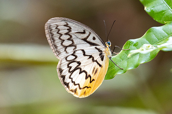 Melanocyma faunula-0279- Khao Phanom Bencha National Park - 18/01/26