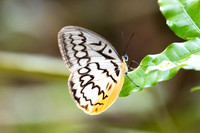 Melanocyma faunula-0280- Khao Phanom Bencha National Park - 18/01/26