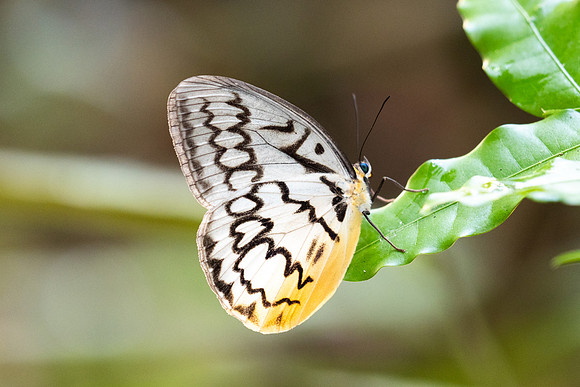 Melanocyma faunula-0280- Khao Phanom Bencha National Park - 18/01/26