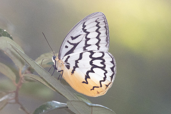 Melanocyma faunula-9664- Khao Phanom Bencha National Park - 17/01/26
