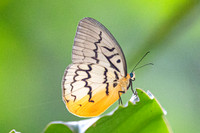 Melanocyma faunula-9669- Khao Phanom Bencha National Park - 17/01/26