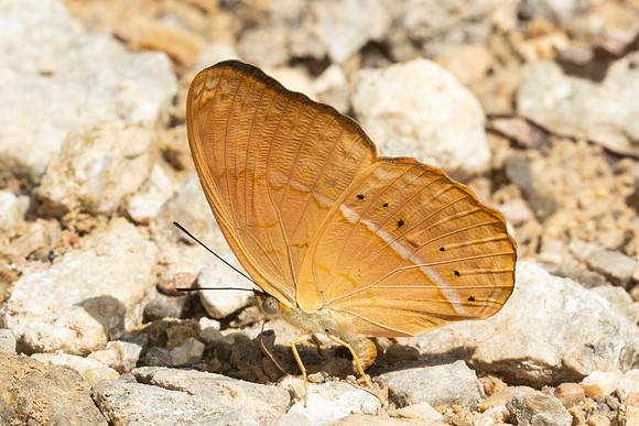 Cirrochroa surya siamensis -0244- Khao Phanom Bencha National Park - 18/01/26