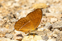 Cirrochroa surya siamensis-0218- Khao Phanom Bencha National Park - 18/01/26