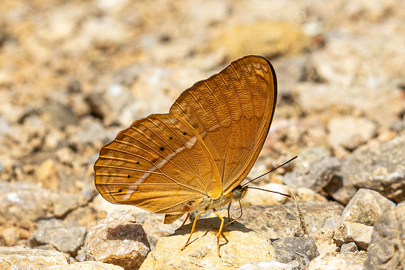 Cirrochroa surya siamensis-0218- Khao Phanom Bencha National Park - 18/01/26