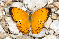 Cirrochroa surya siamensis