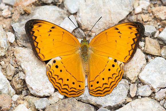Cirrochroa surya siamensis -0242- Khao Phanom Bencha National Park - 17/01/26