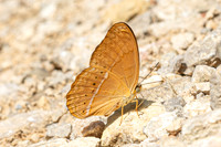 Cirrochroa surya siamensis-0220- Khao Phanom Bencha National Park - 18/01/26