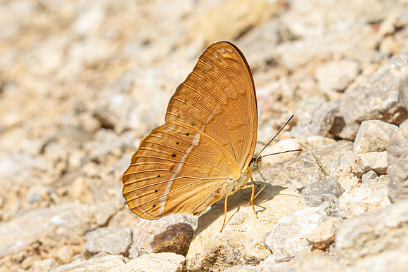 Cirrochroa surya siamensis-0220- Khao Phanom Bencha National Park - 18/01/26