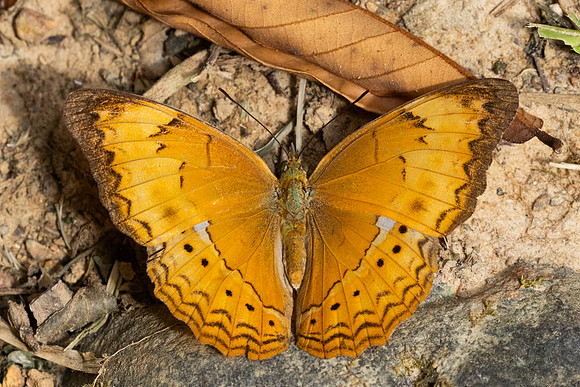 Cirrochroa surya siamensis ♀-9903 - Khao Phanom Bencha National Park - 17/01/26