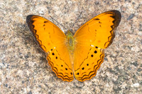 Cirrochroa surya siamensis-9915- Khao Phanom Bencha National Park - 17/01/26