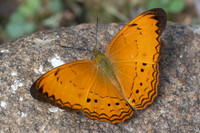 Cirrochroa surya siamensis-9954- Khao Phanom Bencha National Park - 17/01/26
