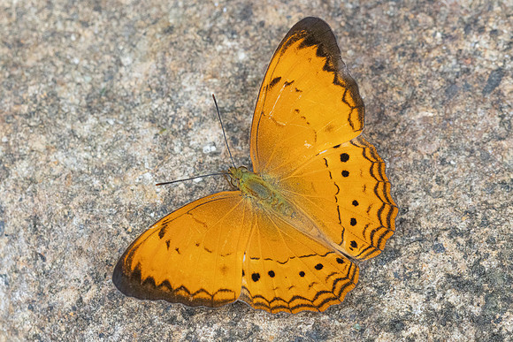 Cirrochroa surya siamensis-9951- Khao Phanom Bencha National Park - 17/01/26