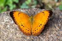 Cirrochroa surya siamensis-9956 - Khao Phanom Bencha National Park - 17/01/26