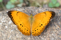 Cirrochroa surya siamensis-9962- Khao Phanom Bencha National Park - 17/01/26
