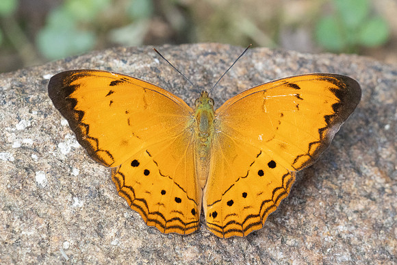 Cirrochroa surya siamensis-9962- Khao Phanom Bencha National Park - 17/01/26