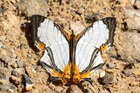 Cyrestis nivea
