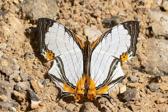 Cyrestis nivea nivalis -0197 - Khao Phanom Bencha National Park 18/01/26
