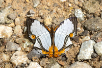 Cyrestis nivea nivalis -0191 - Khao Phanom Bencha National Park 18/01/26