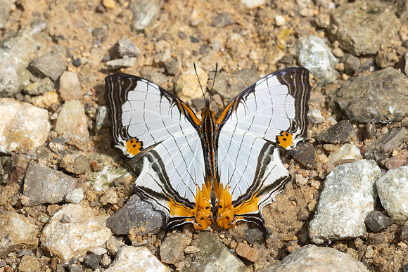 Cyrestis nivea nivalis -0191 - Khao Phanom Bencha National Park 18/01/26