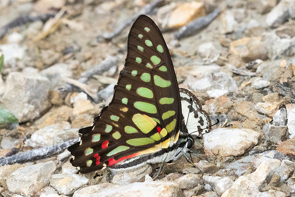 Graphium arycles--4 Khao Phanom Bencha National Park - 18/01/26