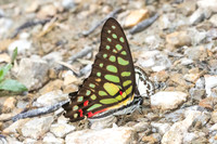 Graphium arycles - Spotted Jay