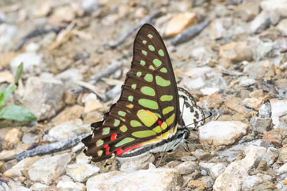 Graphium arycles--3Khao Phanom Bencha National Park - 18/01/26
