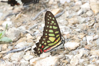 Graphium arycles--2Khao Phanom Bencha National Park - 18/01/26