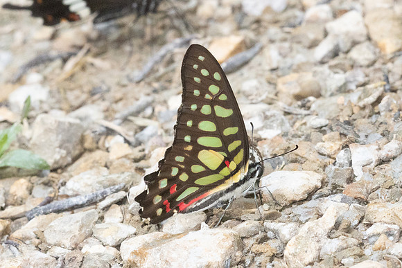 Graphium arycles--2Khao Phanom Bencha National Park - 18/01/26