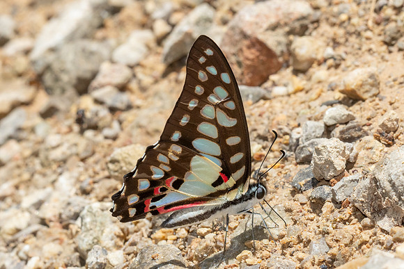 Graphium doson-0184 Khao Phanom Bencha National Park - 18/01/26