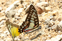 Graphium doson-0183 - Khao Phanom Bencha National Park - 18/01/26