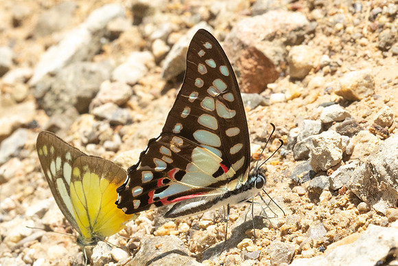 Graphium doson-0183 - Khao Phanom Bencha National Park - 18/01/26