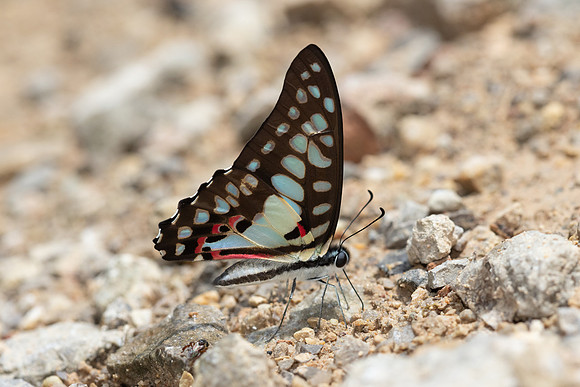 Graphium doson-0190 - Khao Phanom Bencha National Park - 18/01/26